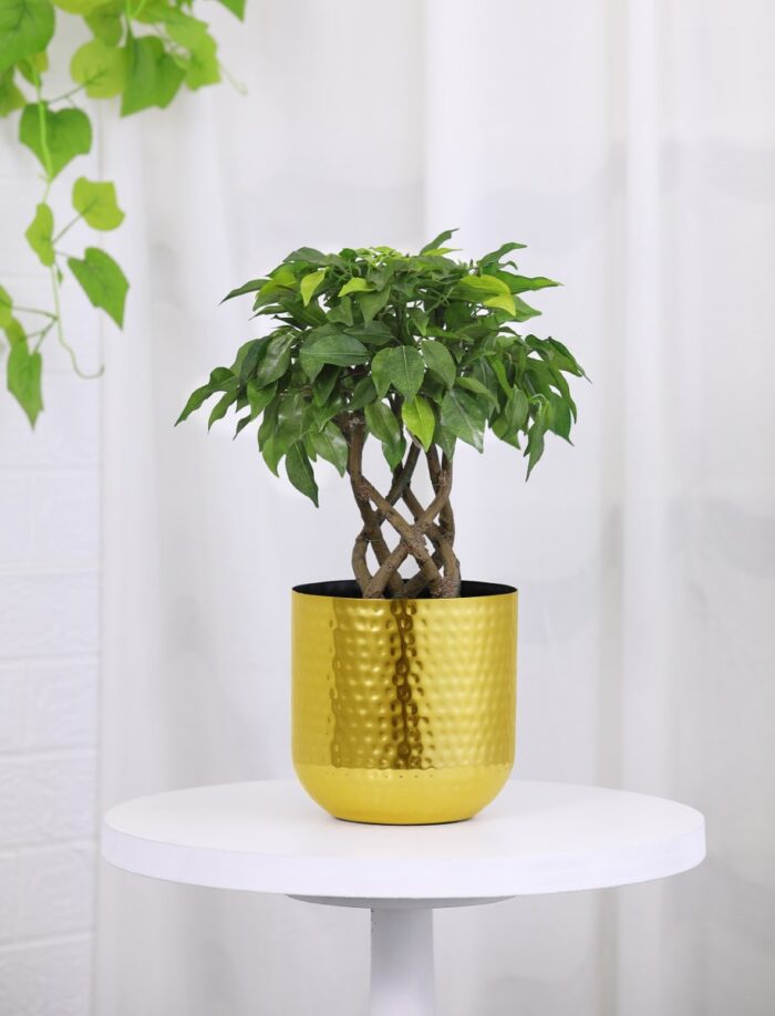 PLANTERS R&S3209